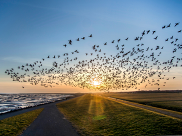 Vogelspotten in Zandpolder wandelroute | Visit Kop van Holland