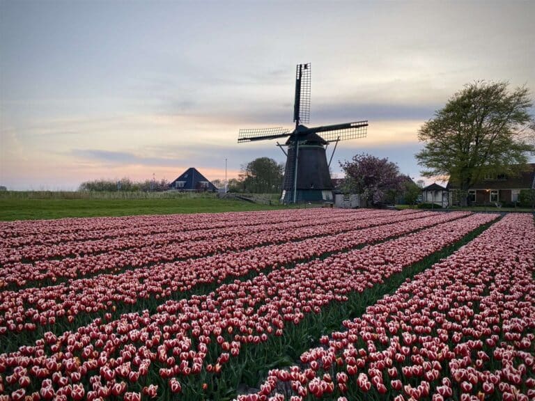 tulpenveld nieuwe niedorp